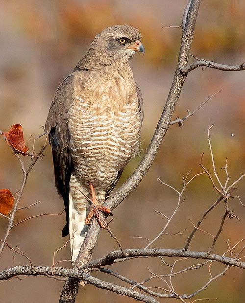 Dark Chanting Goshawk